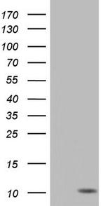 PYDC1 Antibody in Western Blot (WB)