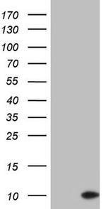 PYDC1 Antibody in Western Blot (WB)