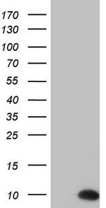 PYDC1 Antibody in Western Blot (WB)