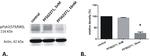 Phospho-PYK2 (Tyr579, Tyr580) Antibody in Western Blot (WB)
