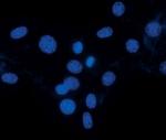 H3K27me3 Antibody in Immunocytochemistry (ICC/IF)