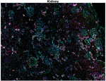 Vimentin Antibody in Immunohistochemistry (Paraffin) (IHC (P))