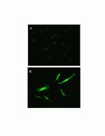 Pannexin 3 Polyclonal Antibody