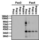 PAX4 Antibody in Western Blot (WB)