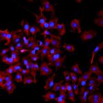 Perilipin 1 Polyclonal Antibody, Alexa Fluor™ 555