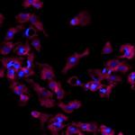Perilipin 1 Polyclonal Antibody, Alexa Fluor™ 647