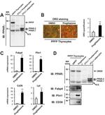 Perilipin 1 Antibody in Western Blot (WB)