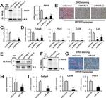 Perilipin 1 Antibody in Western Blot (WB)