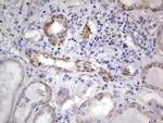 Periostin Antibody in Immunohistochemistry (Paraffin) (IHC (P))