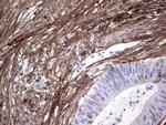 Periostin Antibody in Immunohistochemistry (Paraffin) (IHC (P))