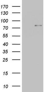 Periostin Antibody in Western Blot (WB)