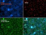 Phalloidin Control in Immunocytochemistry (ICC/IF)