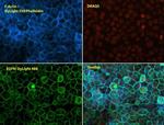 Phalloidin Control in Immunocytochemistry (ICC/IF)
