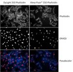 Phalloidin Control in Immunocytochemistry (ICC/IF)