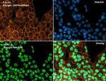 Phalloidin Control in Immunocytochemistry (ICC/IF)