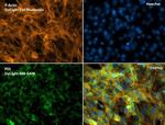 Phalloidin Control in Immunocytochemistry (ICC/IF)