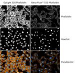 Phalloidin Control in Immunocytochemistry (ICC/IF)