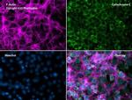 Phalloidin Control in Immunocytochemistry (ICC/IF)