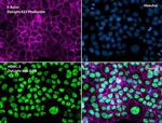 Phalloidin Control in Immunocytochemistry (ICC/IF)