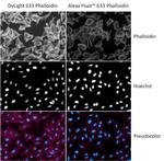 Phalloidin Control in Immunocytochemistry (ICC/IF)