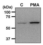 Phospho-AMPK alpha-1,2 (Thr172) Antibody in Western Blot (WB)