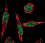 Phospho-ATF2 (Thr71) Antibody in Immunocytochemistry (ICC/IF)