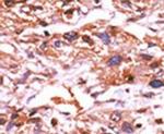 Phospho-Cdc25A (Ser124) Antibody in Immunohistochemistry (IHC)