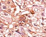 Phospho-CDC25B (Ser353) Antibody in Immunohistochemistry (IHC)