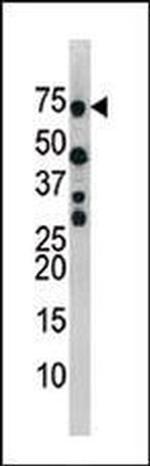Phospho-CDC25B (Ser353) Antibody in Western Blot (WB)