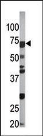 Phospho-Cdc6 (Ser54) Antibody in Western Blot (WB)