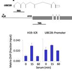 Phospho-GSK3B (Ser9) Antibody in ChIP Assay (ChIP)