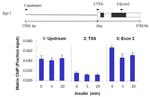 Phospho-Histone H4 (Ser1) Antibody in ChIP Assay (ChIP)