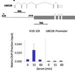 Phospho-JAK1 (Tyr1034, Tyr1035) Antibody in ChIP Assay (ChIP)