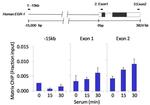 Phospho-MEK1 (Ser217, Ser221) Antibody in ChIP Assay (ChIP)
