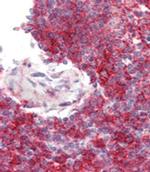 Phospho-p300 (Ser1834) Antibody in Immunohistochemistry (IHC)