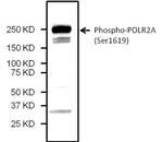 Phospho-POLR2A (Ser1619) Antibody in Western Blot (WB)