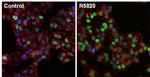 Phospho-Progesterone Receptor (Ser190) Antibody in Immunocytochemistry (ICC/IF)