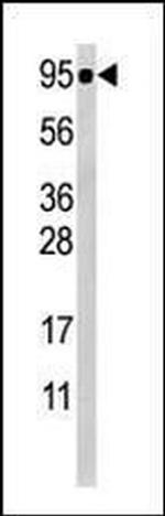 Phospho-STAT5 alpha (Ser726) Antibody in Western Blot (WB)