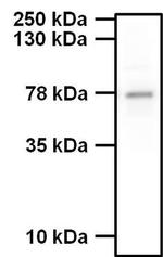 Phospho-Synapsin 1 (Ser62, Ser67) Polyclonal Antibody