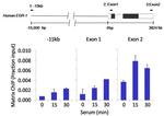 Phospho-p38 MAPK (Thr180, Tyr182) Antibody in ChIP Assay (ChIP)
