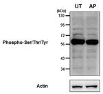 Phosphoserine/threonine/tyrosine Antibody in Western Blot (WB)