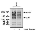 Phosphotyrosine Antibody in Immunoprecipitation (IP)