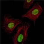 Pirh2 Antibody in Immunocytochemistry (ICC/IF)