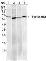 Pirh2 Antibody in Western Blot (WB)