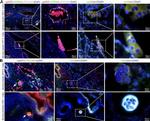 Podoplanin Antibody in Immunocytochemistry (ICC/IF)