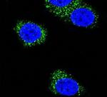 Presenilin 1 Antibody in Immunocytochemistry (ICC/IF)