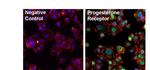 Progesterone Receptor Antibody in Immunocytochemistry (ICC/IF)
