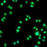Progestin Receptor beta Antibody in Immunocytochemistry (ICC/IF)