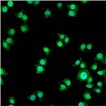 Progestin Receptor beta Antibody in Immunocytochemistry (ICC/IF)
