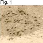 Pseudorabies Virus Polyclonal Antibody